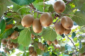 Kiwi 'Hayward'