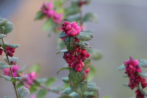 Symphorine 'Magic Berry' - rose