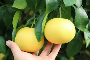 Pamplemousse classique 'Marsh Seedless'