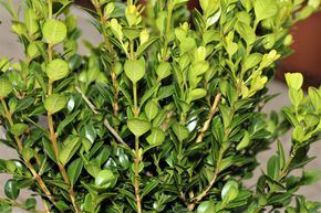 Buis � petites feuilles 'Faulkner'