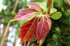 Vigne sauvage � petites feuilles (grimpante)