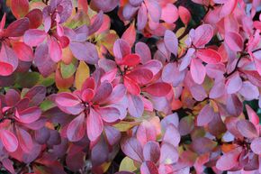 Petite berce du sang 'Atropurpurea Nana'