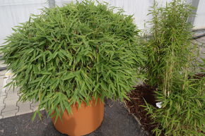 Petit bambou de jardin 'Bimbo'