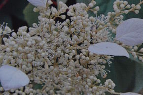 Hortensia grimpant, Hortensia fissur�