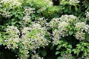 Hortensia grimpant