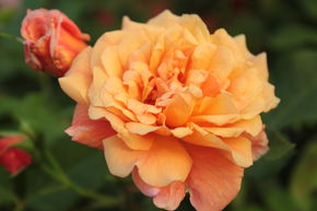 Rosier grimpant 'Aloha�'