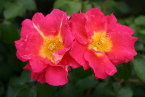 Rosier grimpant Bajazzo�
