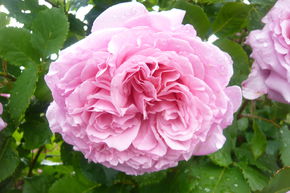 Rosier grimpant Bienvenue�