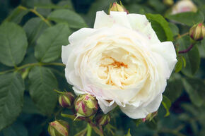 Rosier 'Claire Austin�'