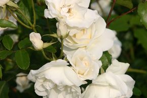Rosier grimpant Climbing Iceberg�