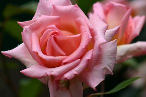 Rosier 'Compassion�'