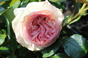 Rosier grimpant 'Eden Rose 85�'