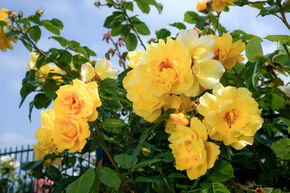 Rosier grimpant Golden Gate�