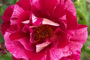 Rosier grimpant 'Guy Savoy�'