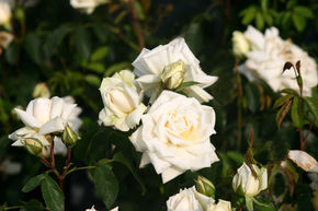 Rosier grimpant 'Ilse Krohn Superior�'