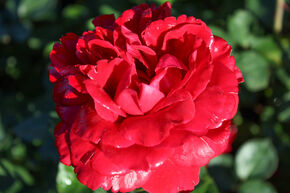 Rosier grimpant 'Naheglut�'