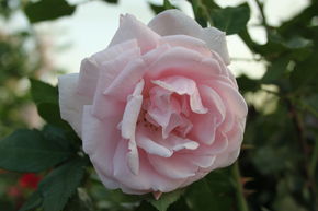 Rosier tige 'New Dawn'