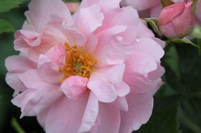 Rosier grimpant, Rosier arbustif 'John Davis'