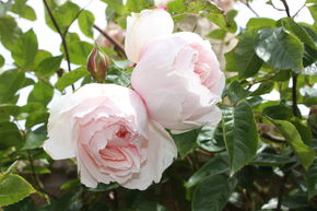 Rosier grimpant The Generous Gardener�