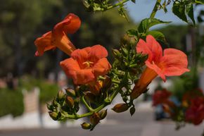 Bignone � grandes fleurs 'Mme Galen'