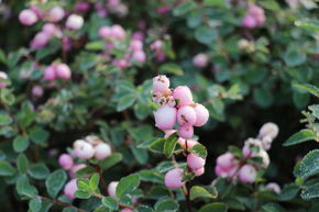Symphorine 'Amethyst�' - rose