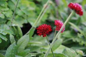 Petite Scabieuse 'Mars Midget'