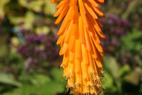Tritoma nain � fleurs orang�es 'Mango Popsicle'