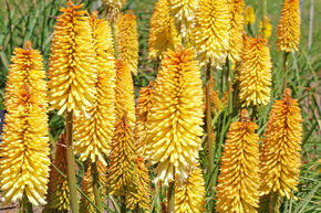Kniphofia uvaria 'Moonstone'