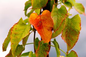 Renou�e d'Aubert