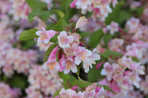 Kolkwitzia, Buisson de beaut�