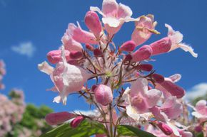Kolkwitzia, Buisson de beaut� 'Pink Cloud'