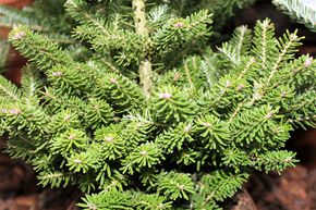 Sapin de Cor�e 'Molli'