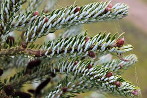 Sapin de Cor�e 'Silver Star'