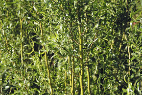 Saule tortueux 'Golden Curls'