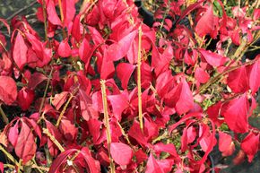 Fusain ail� 'Chicago Fire'