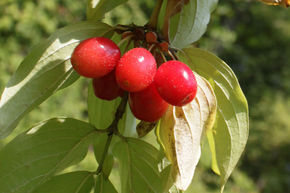 Cornouiller m�le 'Tierlibaum'