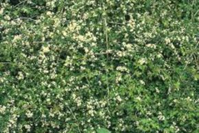 Stephanandra crisp�e 'Crispa'
