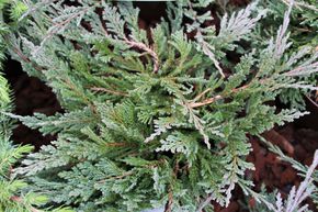 Gen�vrier rampant 'Blue Chip'