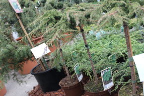 Gen�vrier rampant 'Green Carpet' Tige naine