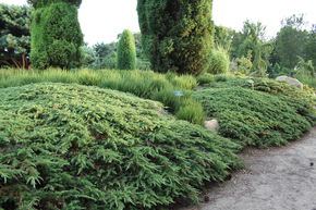 Gen�vrier rampant 'Green Carpet'