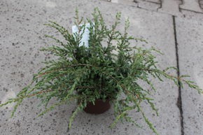 Gen�vrier rampant 'Repanda'