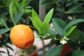 Kumquatine, Citrus 'Kucle'