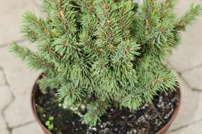 �pinette blanche 'Alberta Globe'