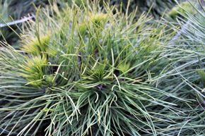 Pin noir sph�rique 'Spielberg'