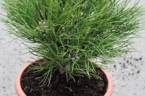 Pin noir nain 'Marie Br�geon'