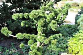M�l�ze d'Europe nain 'Little Boggle'