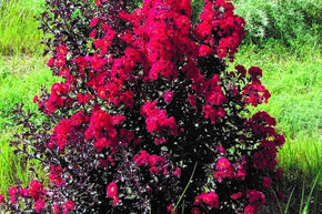 Lilas d'Inde 'Double Dynamite'