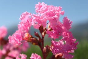 Lilas d'Inde 'Petite Pink'