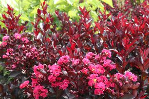Lilas d'Inde 'Rhapsody in Pink'