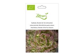 Laitue Pomm&eacute;e, Merveille des Quatre Saisons